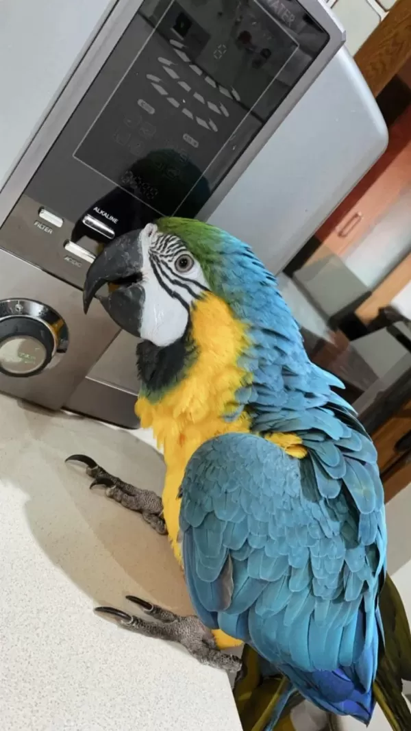 Blue Gold Macaw Evcil