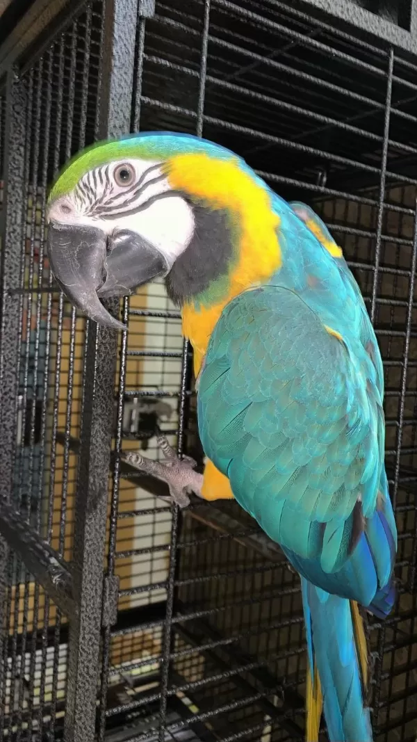 Blue Gold Macaw Evcil
