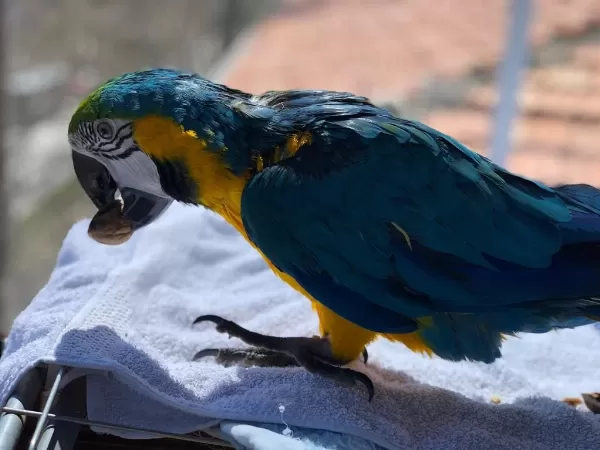 Blue Gold Macaw Evcil
