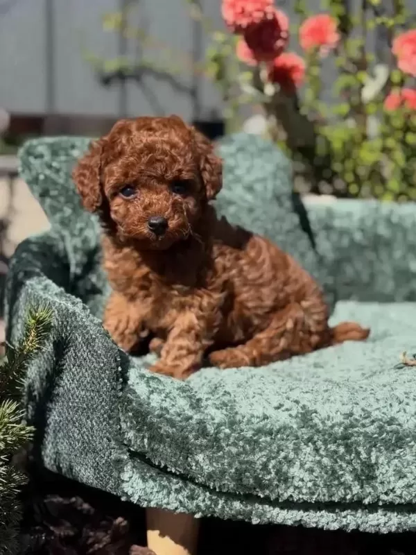 İrk Garantili Toy Poodle Yavrular