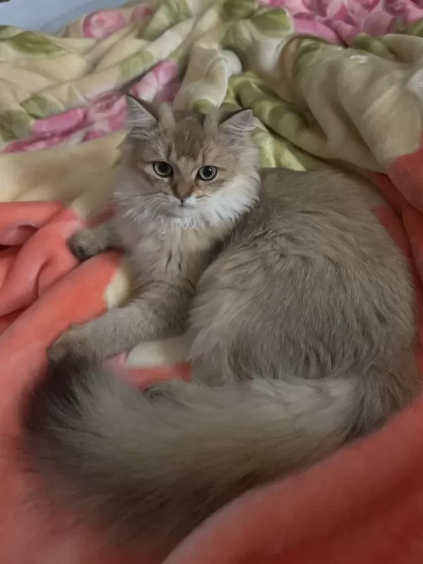 Erkek Şecereli Yavru British Longhair
