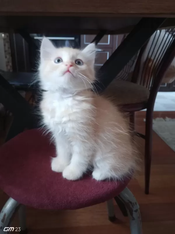 Chinchilla 2 Aylık Erkek