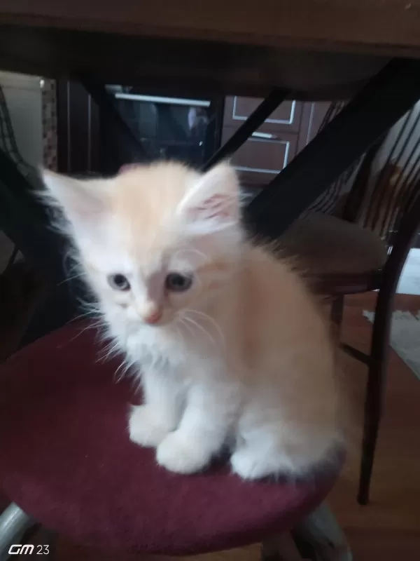 Chinchilla 2 Aylık Erkek