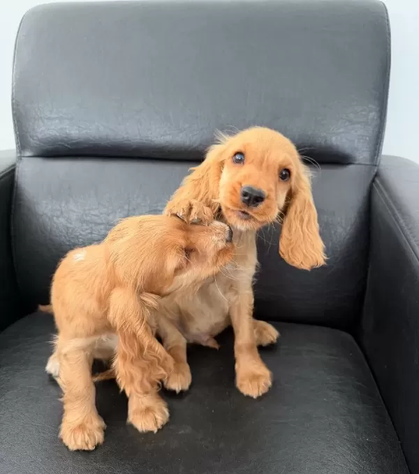 Ingiliz Cocker