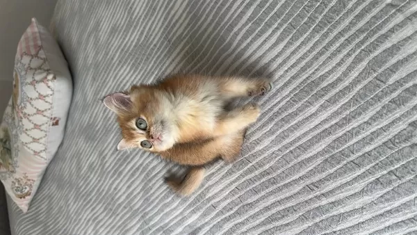 British Shorthair Golden Yavrular