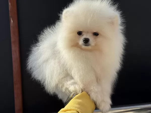 Yasal Ruhsatlı Çiftlikden Ziyarete Açık Pomeranian