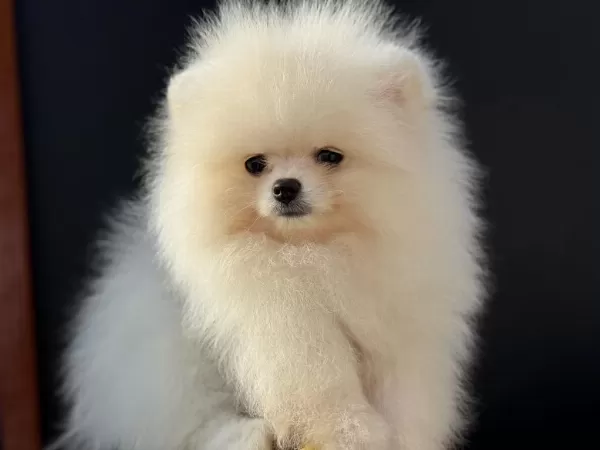 Yasal Ruhsatlı Çiftlikden Ziyarete Açık Pomeranian