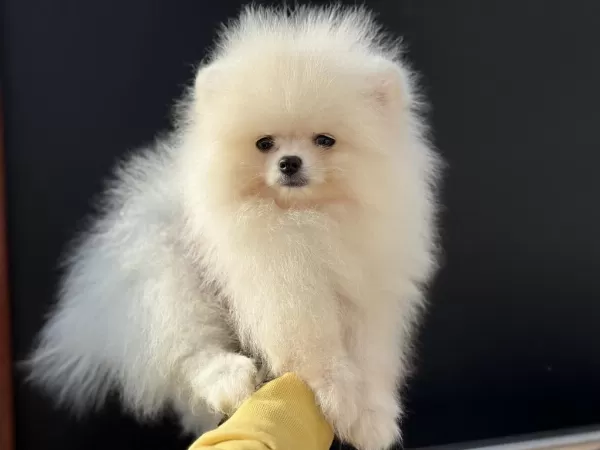 Yasal Ruhsatlı Çiftlikden Ziyarete Açık Pomeranian