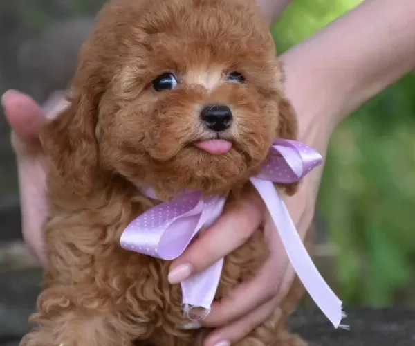 Toy Poodle Efsane Güzellikte Yavrularımız