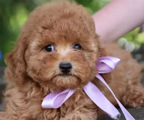 Toy Poodle Efsane Güzellikte Yavrularımız