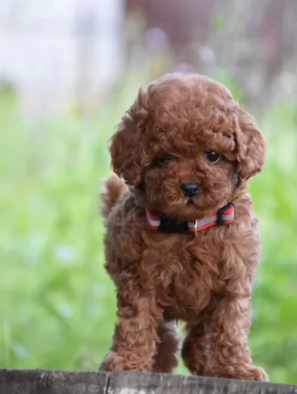 Toy Poodle Efsane Güzellikte Yavrularımız