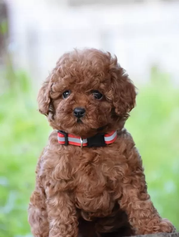 Toy Poodle Efsane Güzellikte Yavrularımız