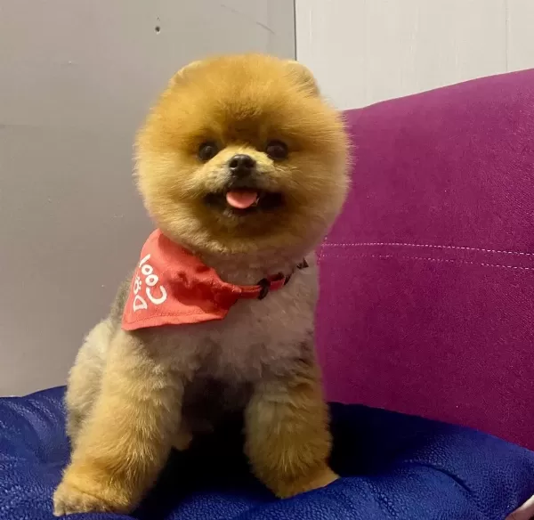 Pomeranian Boo Teddy Bear Ayı Surat Yetişkinler