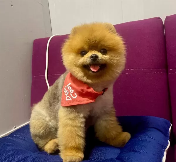 Pomeranian Boo Teddy Bear Ayı Surat Yetişkinler