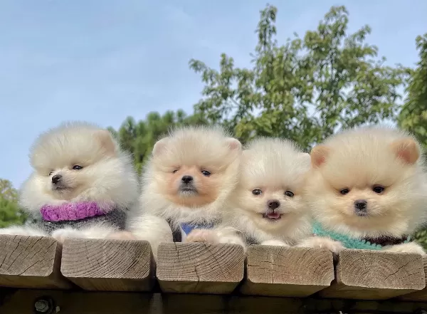 Pomeranian Boo Mini Ayicik Surat Yavrularımız