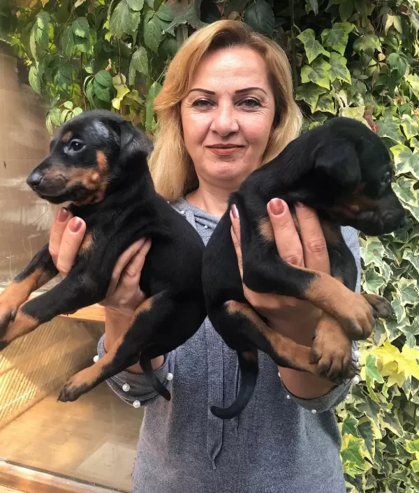 Mükemmel Irk Garantili King Doberman Yavrularımız