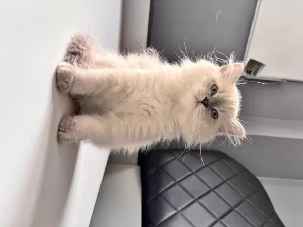 2,5 Aylık Erkek British Longhair Yavrumuz