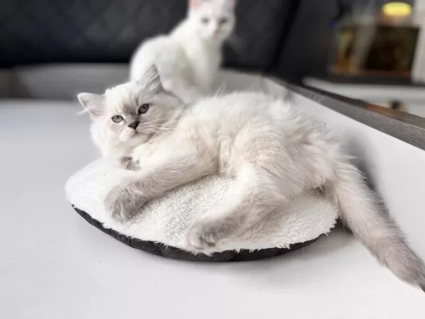2,5 Aylık Erkek British Longhair Yavrumuz