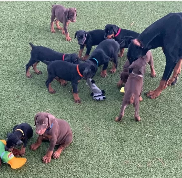 İzin Belgeli Üretim Çiftliğinden Doberman Kapıda Öde