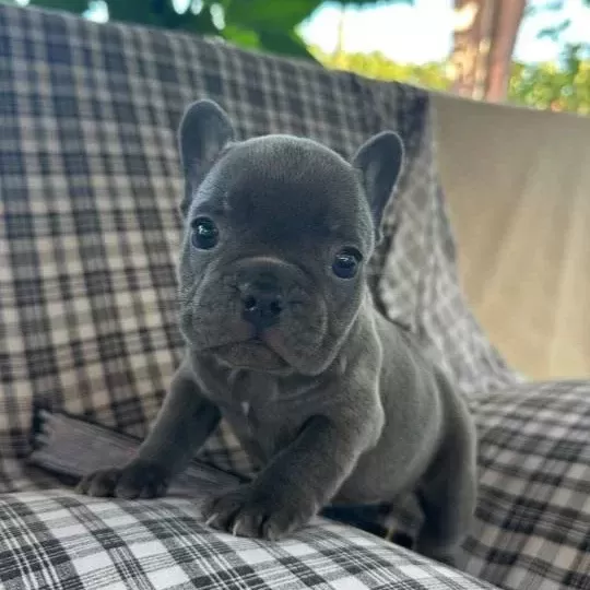 Egzoti K Blue French Bulldog Üst Kali Te