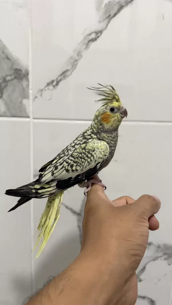 Sultan Papağanı Sahiplendirilecektir