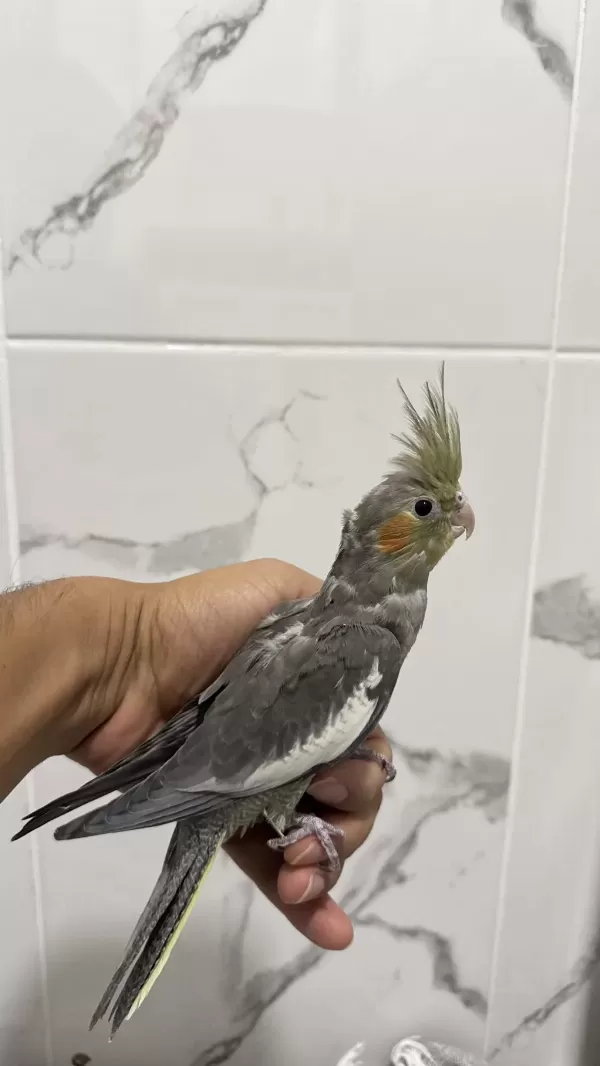 Sultan Papağanı Sahiplendirilecek