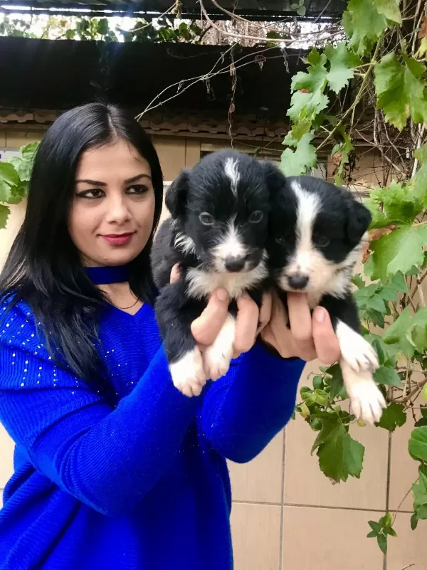 Zeka Küpü Border Collie Yavrularım