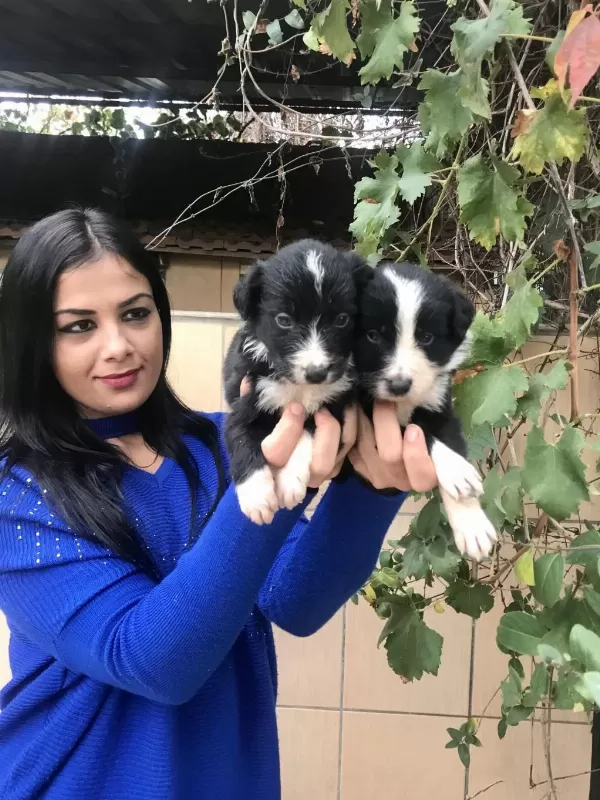 Zeka Küpü Border Collie Yavrularım