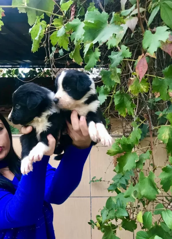 Zeka Küpü Border Collie Yavrularım