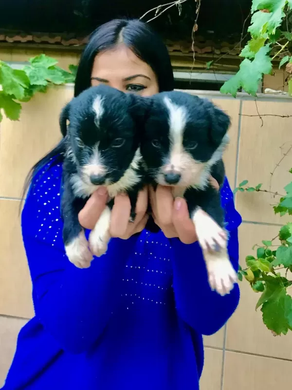 Zeka Küpü Border Collie Yavrularım