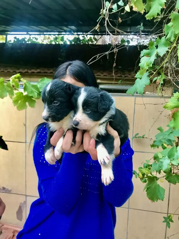 Zeka Küpü Border Collie Yavrularım