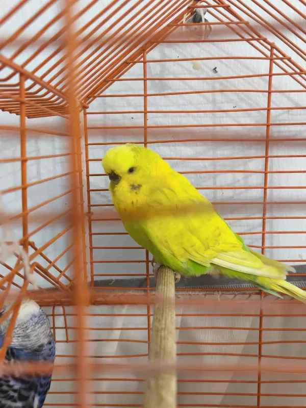 Jumbo Dişi Muhabbet Kuşu