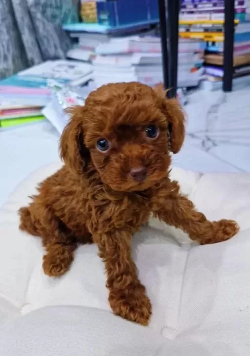 Dark Brown Kore Poodle Bebekler