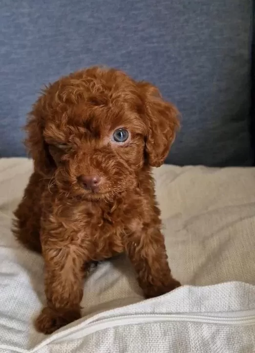 Dark Brown Kore Poodle Bebekler