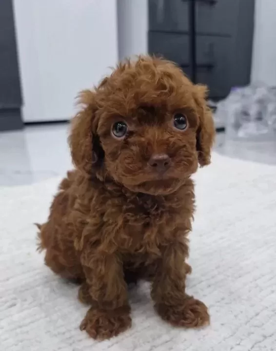 Dark Brown Kore Poodle Bebekler