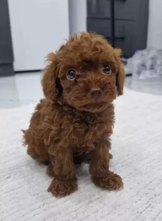 Dark Brown Kore Poodle Bebekler