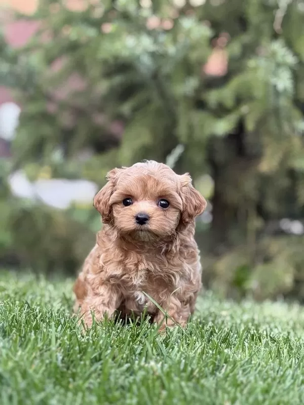 Harika Kore Maltipoo Yavru