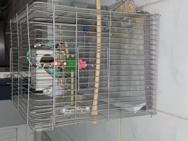 Dişi Ve Erkek Muhabbet Kuşu