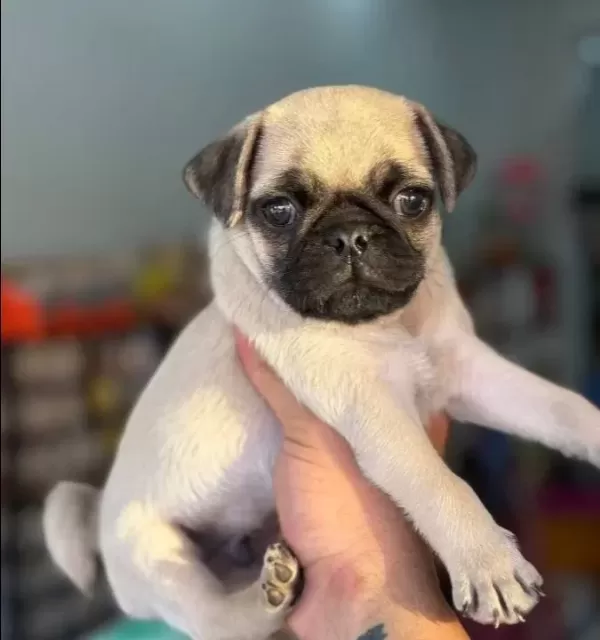 Hamburger Surat Gül Kuyruk Pug Mops