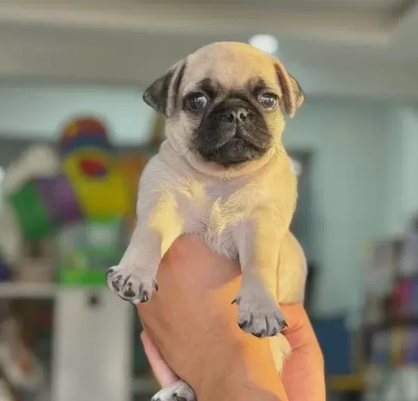 Hamburger Surat Gül Kuyruk Pug Mops