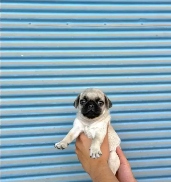 Hamburger Surat Gül Kuyruk Pug Mops