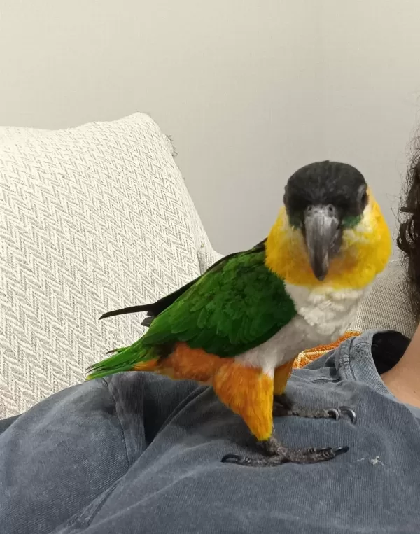 Cana Yakın Caique (kayık) Papağanı