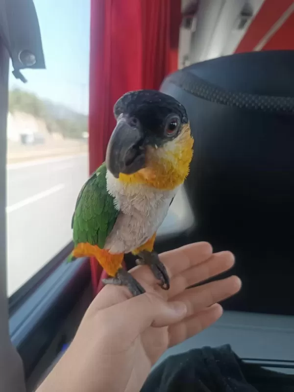 Cana Yakın Caique (kayık) Papağanı