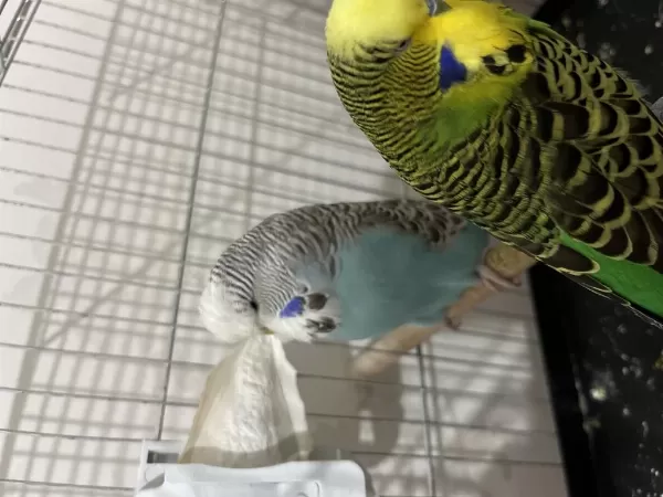 Jumbo Hazir Kurulu Muhabbet Kuşu Takimlar