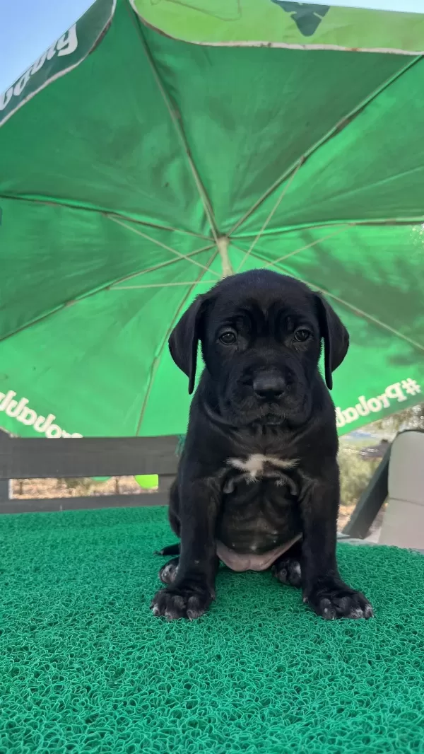 Harika Cane Corso Yavrular