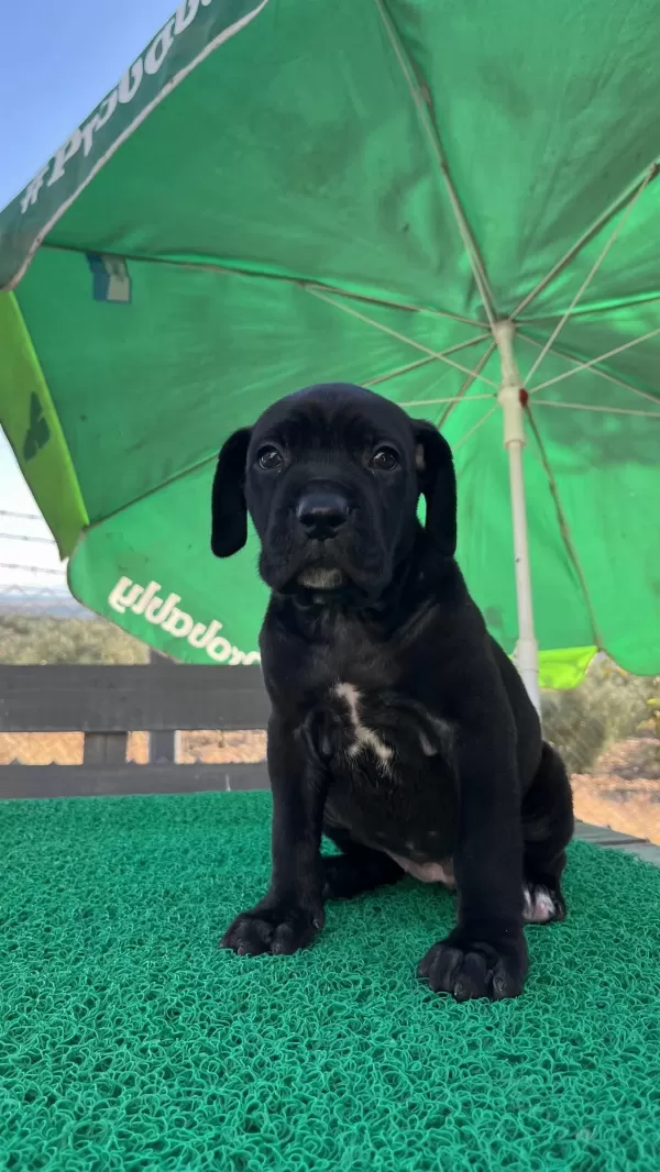 Harika Cane Corso Yavrular