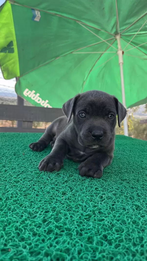 Harika Cane Corso Yavrular