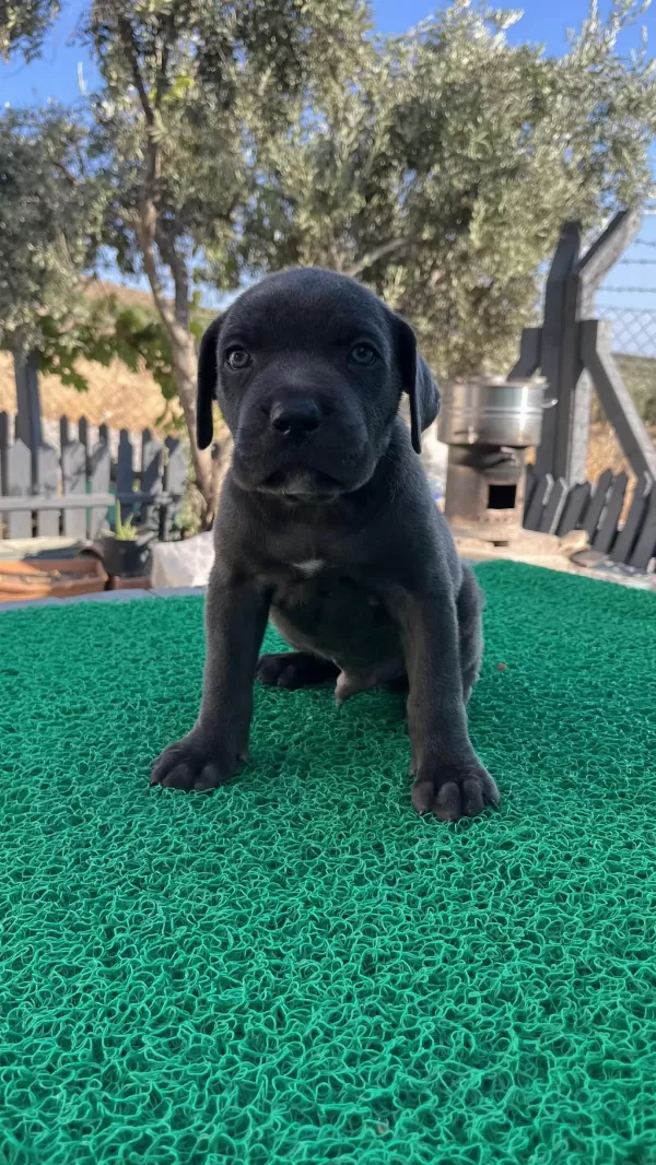 Harika Cane Corso Yavrular