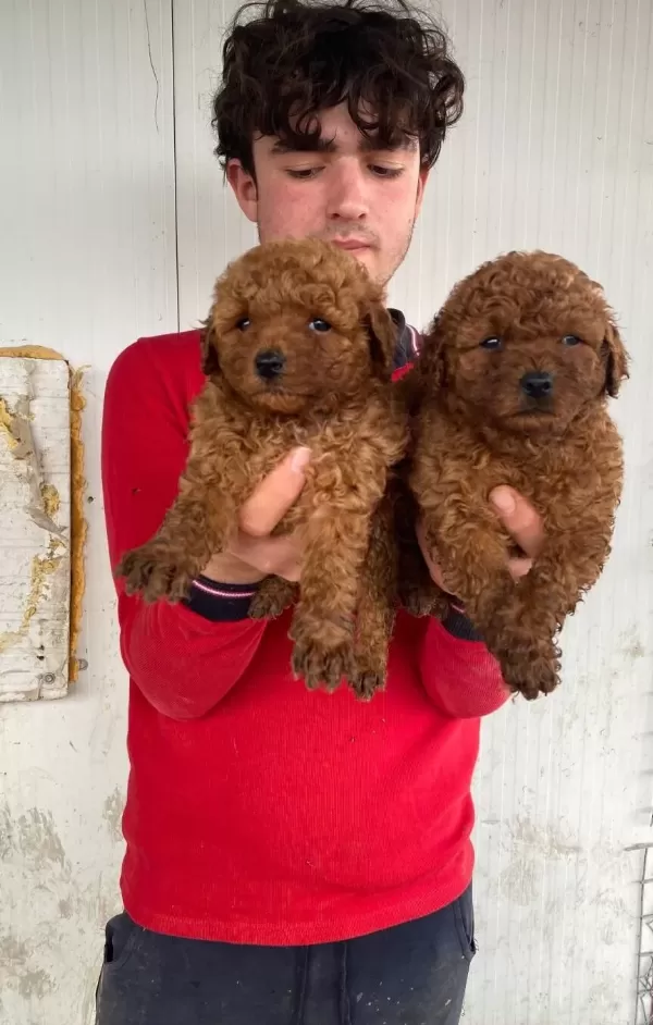 Üst Kali̇te Orji̇nal Toy Poodle Yavrular