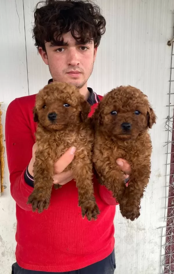 Üst Kali̇te Orji̇nal Toy Poodle Yavrular